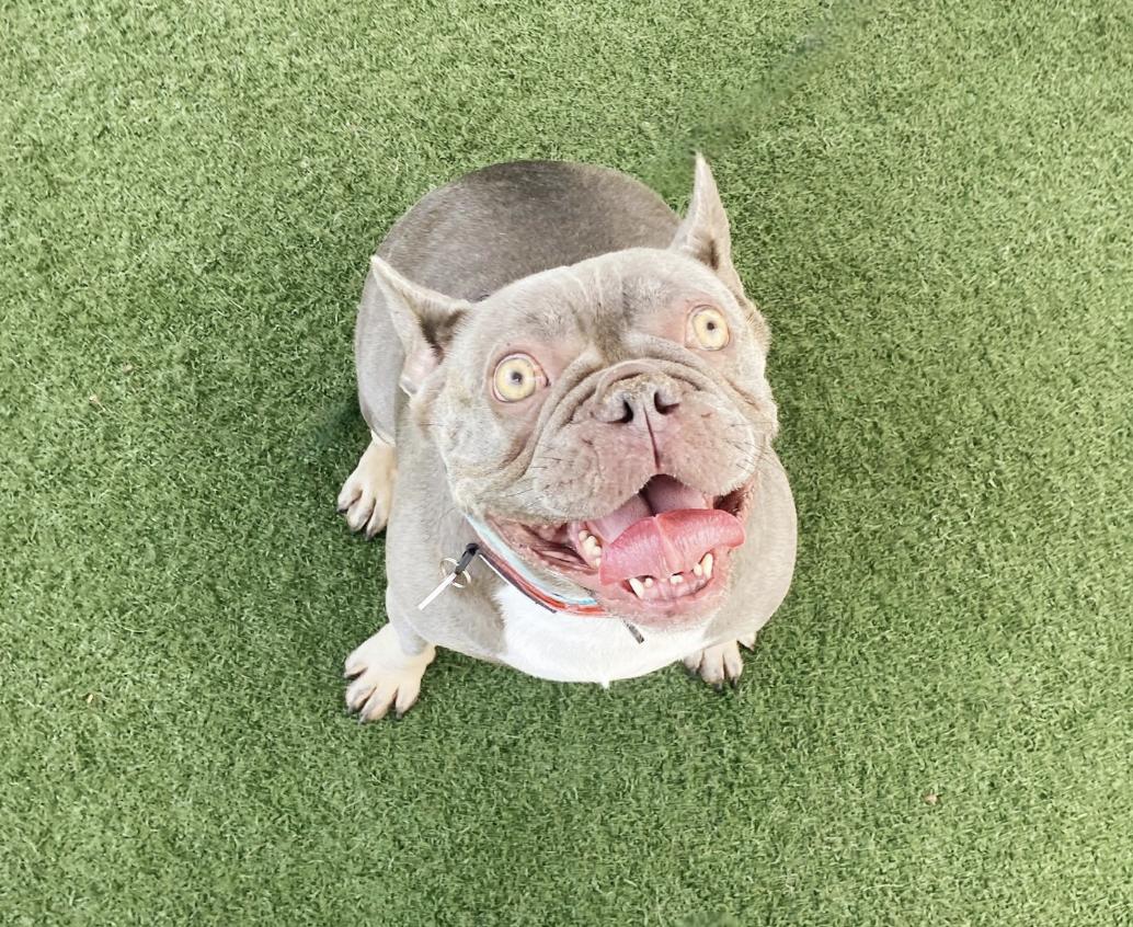Phyllis French Bulldog Dog
