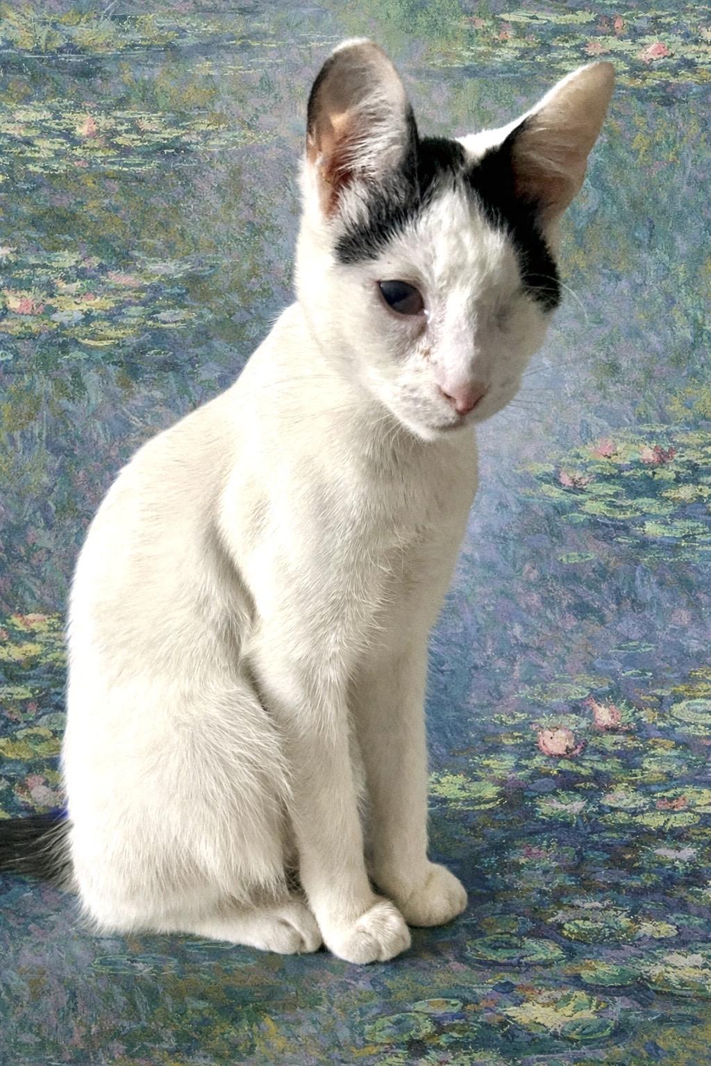 Enlarge Wonton, a Adoptable Domestic Short Hair in Ladson, SC image 3/6