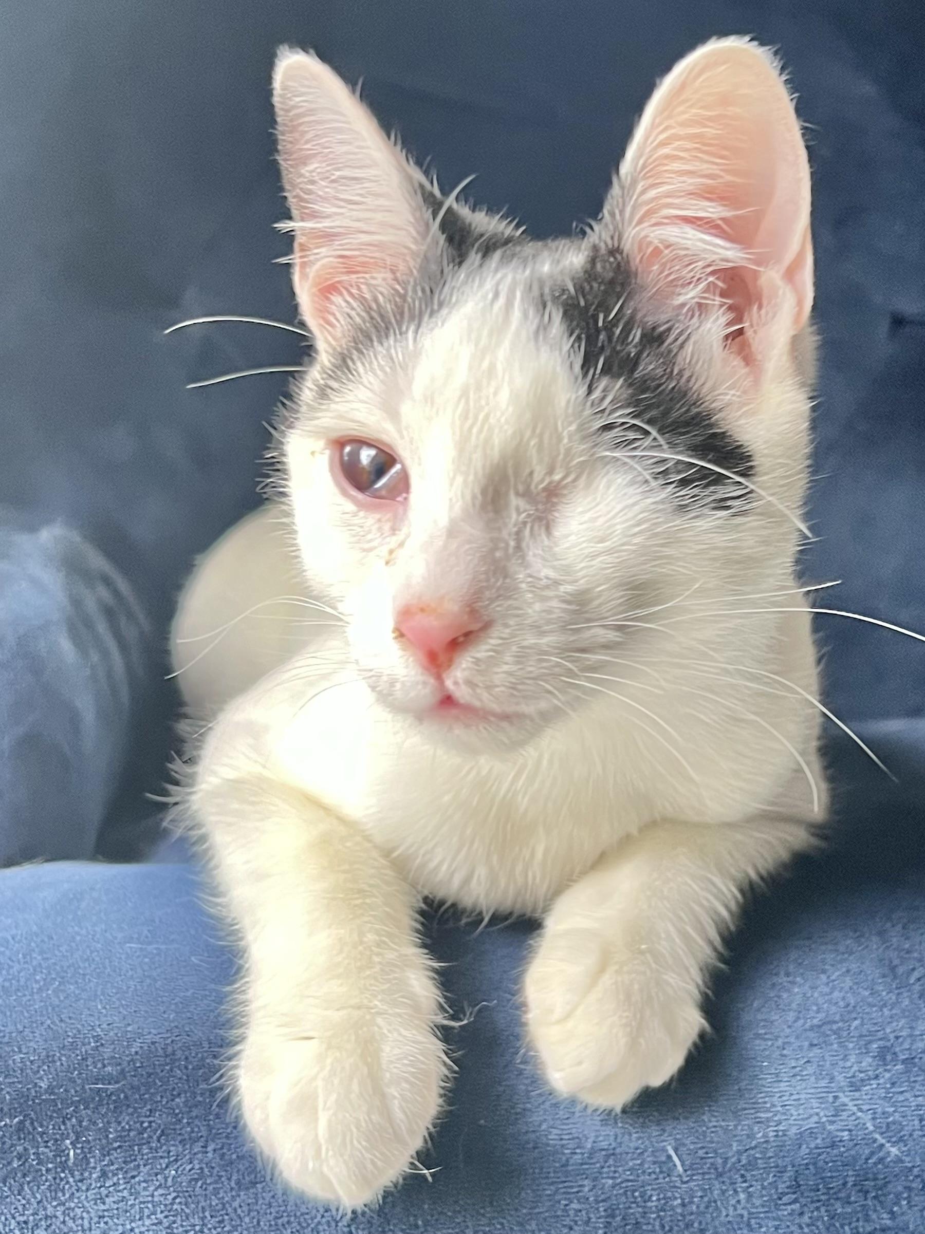 Enlarge Wonton, a Adoptable Domestic Short Hair in Ladson, SC image 1/6