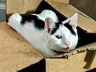 Enlarge Wonton, a Adoptable Domestic Short Hair in Ladson, SC image 4/6