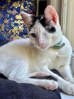 Enlarge Wonton, a Adoptable Domestic Short Hair in Ladson, SC image 2/6