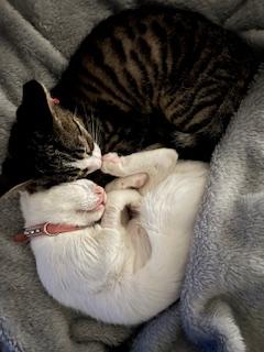 Enlarge Wonton, a Adoptable Domestic Short Hair in Ladson, SC image 5/6