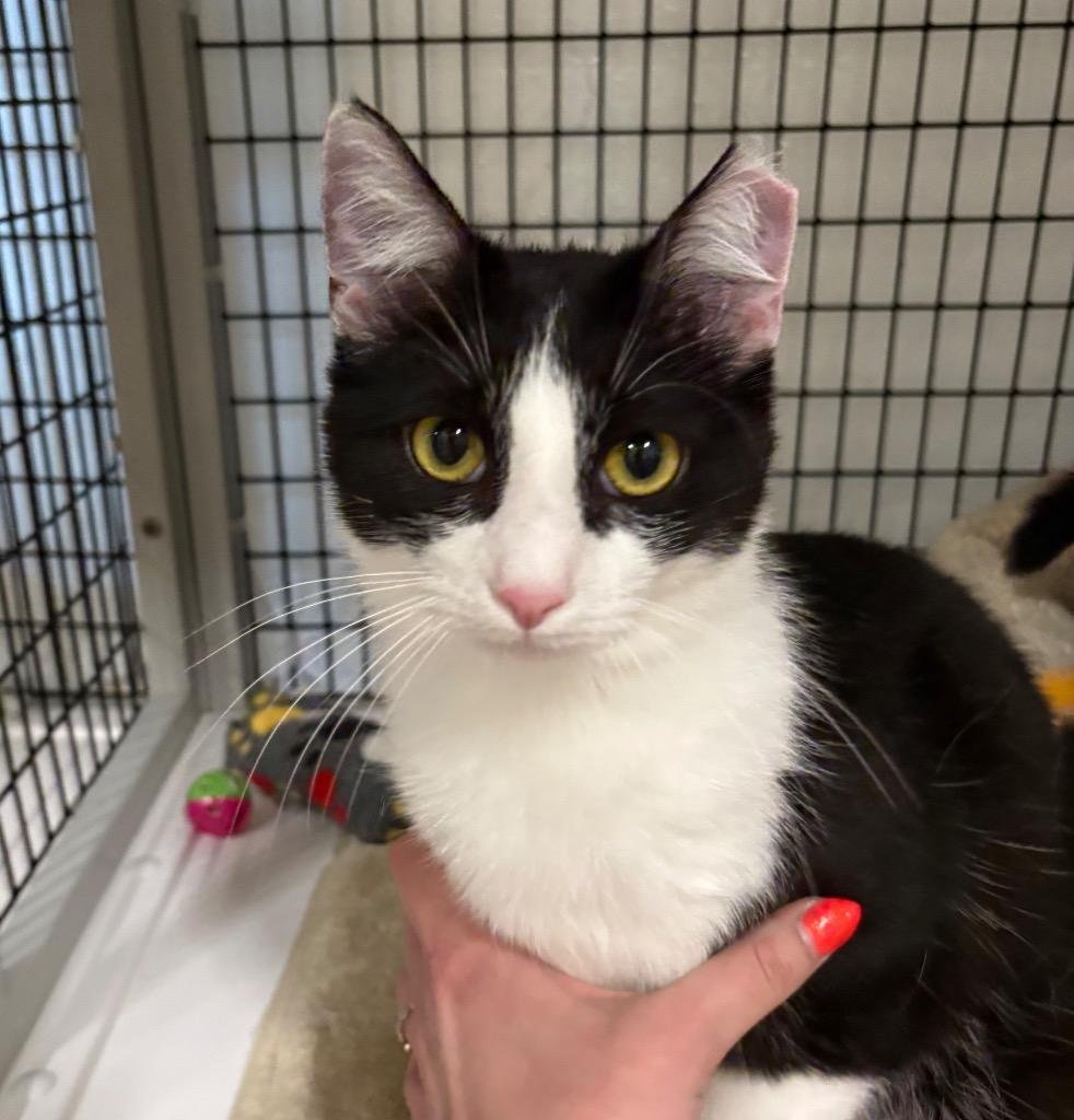 Puffer Jacket, Adoptable, Young Male Domestic Short Hair.