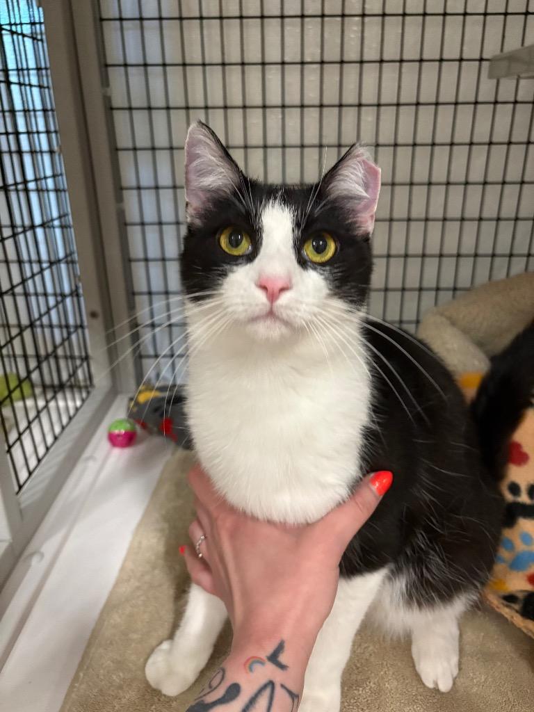 Enlarge Puffer Jacket, a Adoptable mixed breed in Raleigh, NC image 2/2