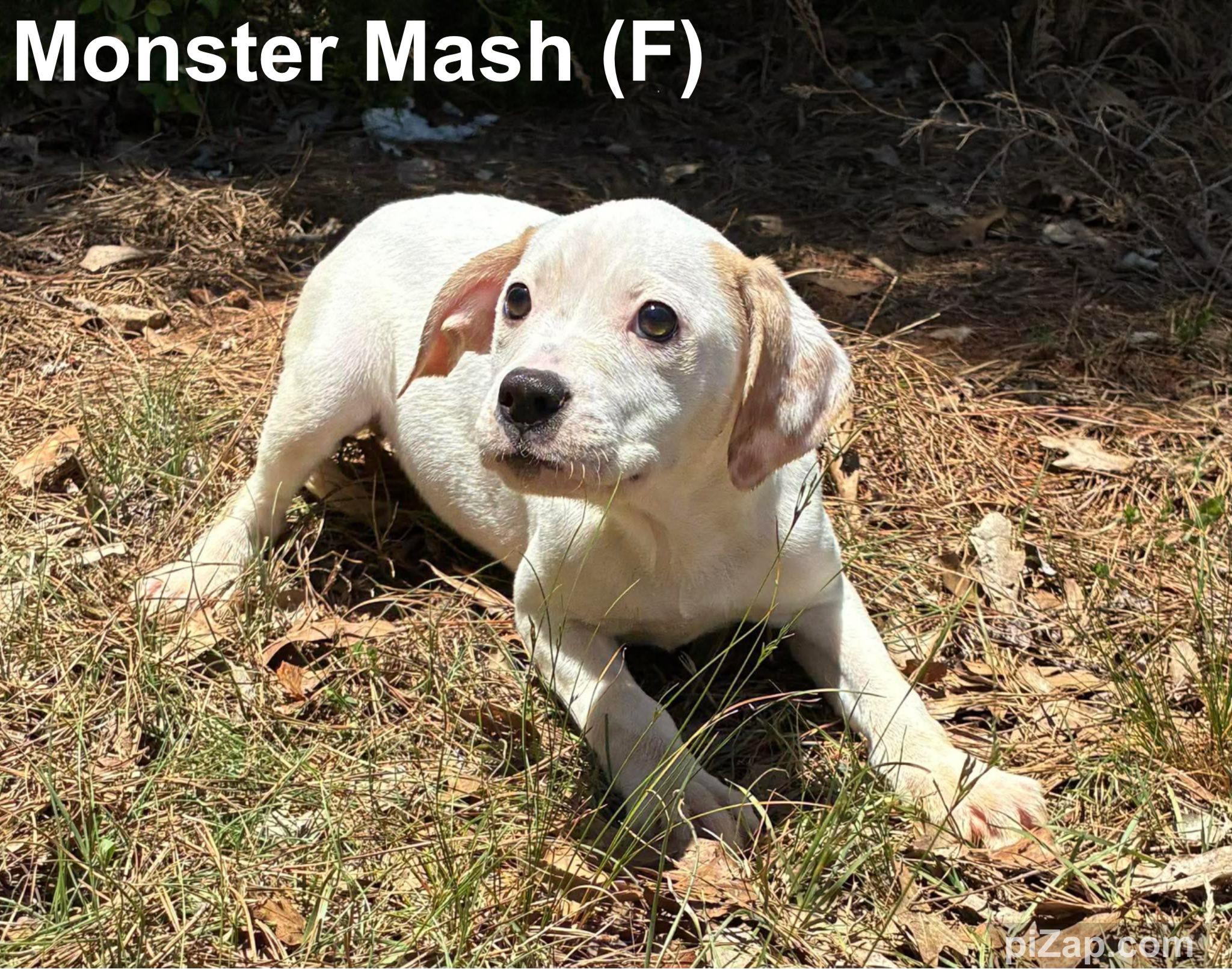 Enlarge Monster Mash, a ADOPTABLE mixed breed in Washington, GA image 2/2