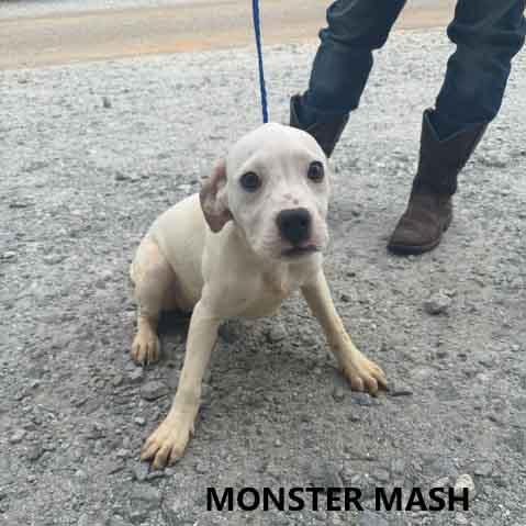 Monster Mash, ADOPTABLE, Puppy Female Hound.