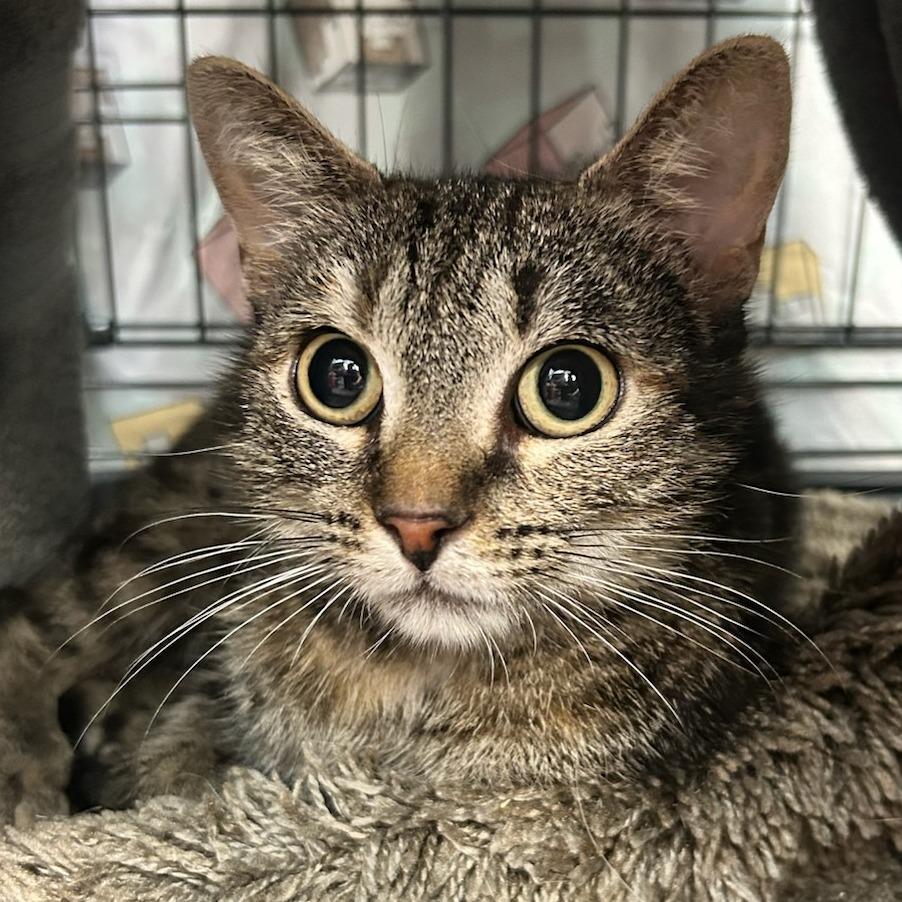 Soup, a Adoptable Domestic Short Hair in Bentonville, AR image 1/6