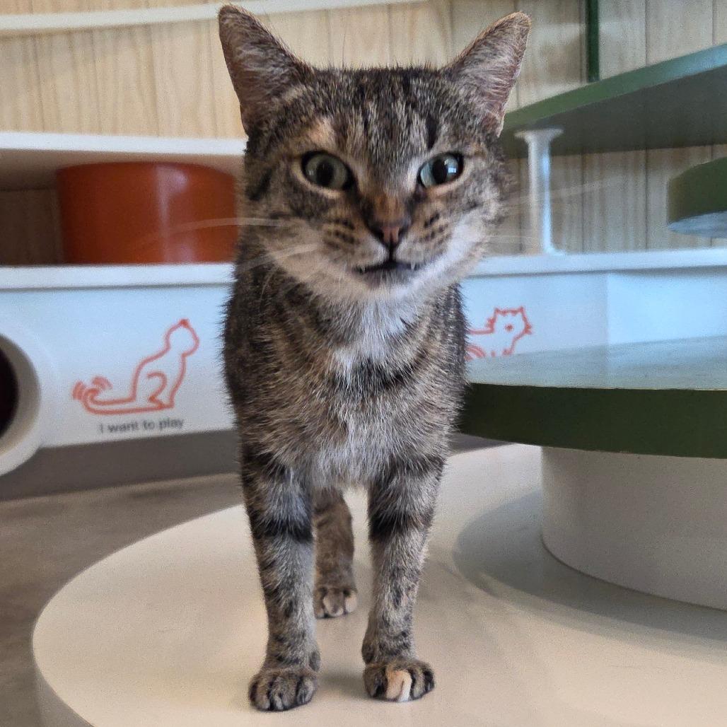 Soup, a Adoptable Domestic Short Hair in Bentonville, AR image 1/6