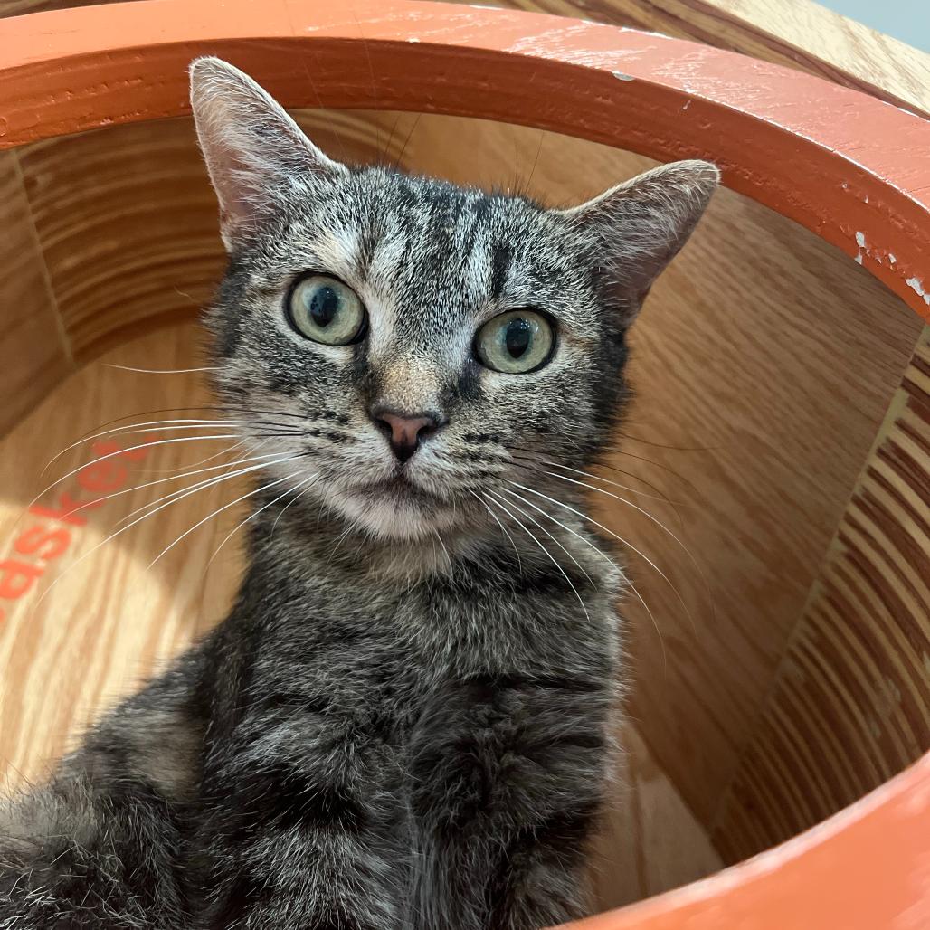 Soup, a Adoptable Domestic Short Hair in Bentonville, AR image 2/6