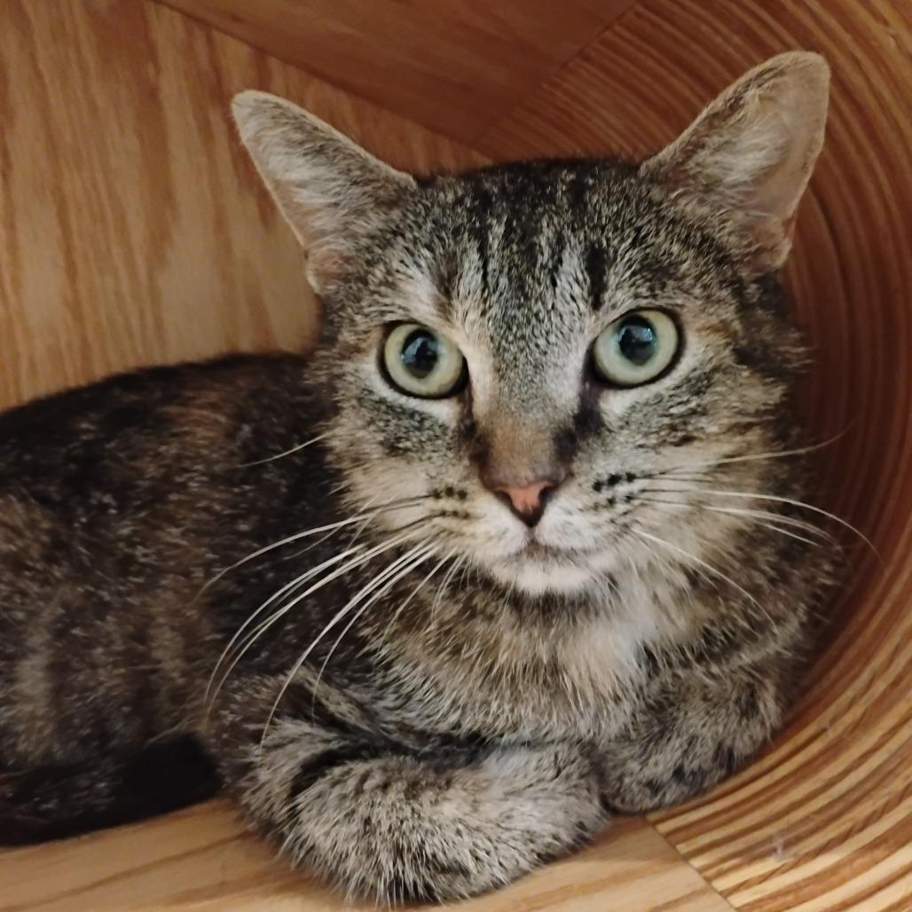 Soup, a Adoptable Domestic Short Hair in Bentonville, AR image 3/6