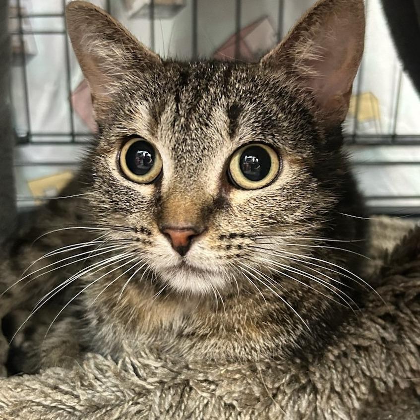 Soup, a Adoptable Domestic Short Hair in Bentonville, AR image 3/6