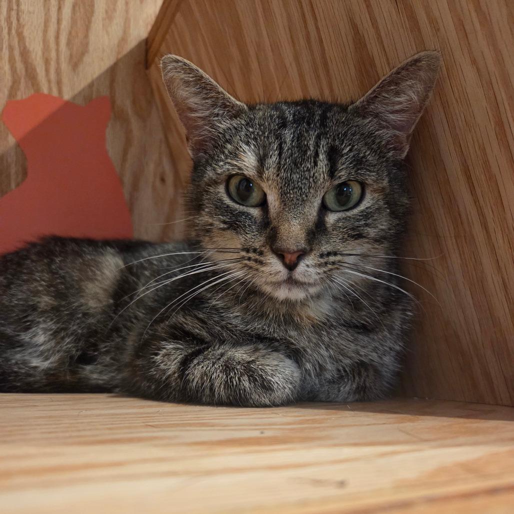 Soup, a Adoptable Domestic Short Hair in Bentonville, AR image 4/6