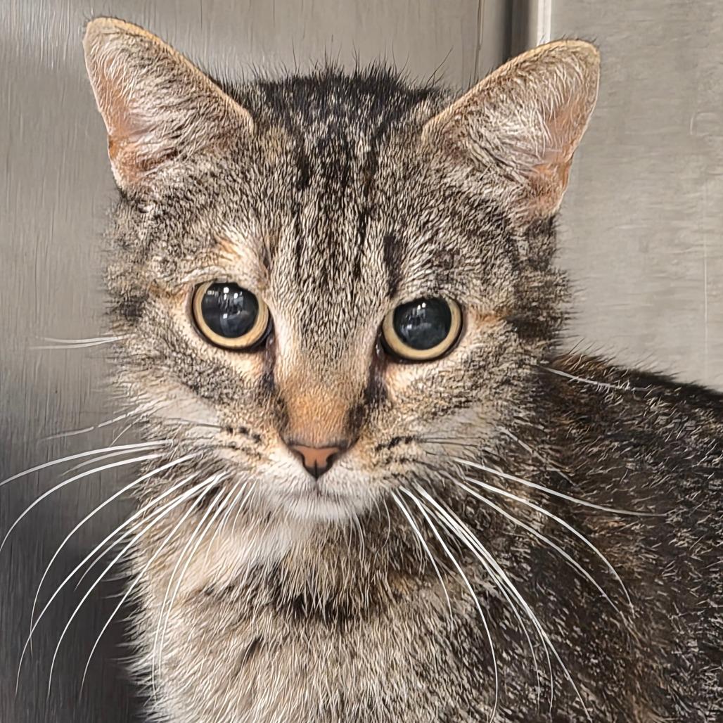 Soup, a Adoptable Domestic Short Hair in Bentonville, AR image 5/6