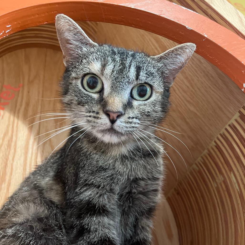 Soup, a Adoptable Domestic Short Hair in Bentonville, AR image 6/6