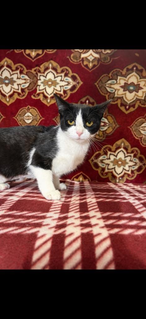 FRANKY, Adoptable, Young Female Domestic Short Hair.