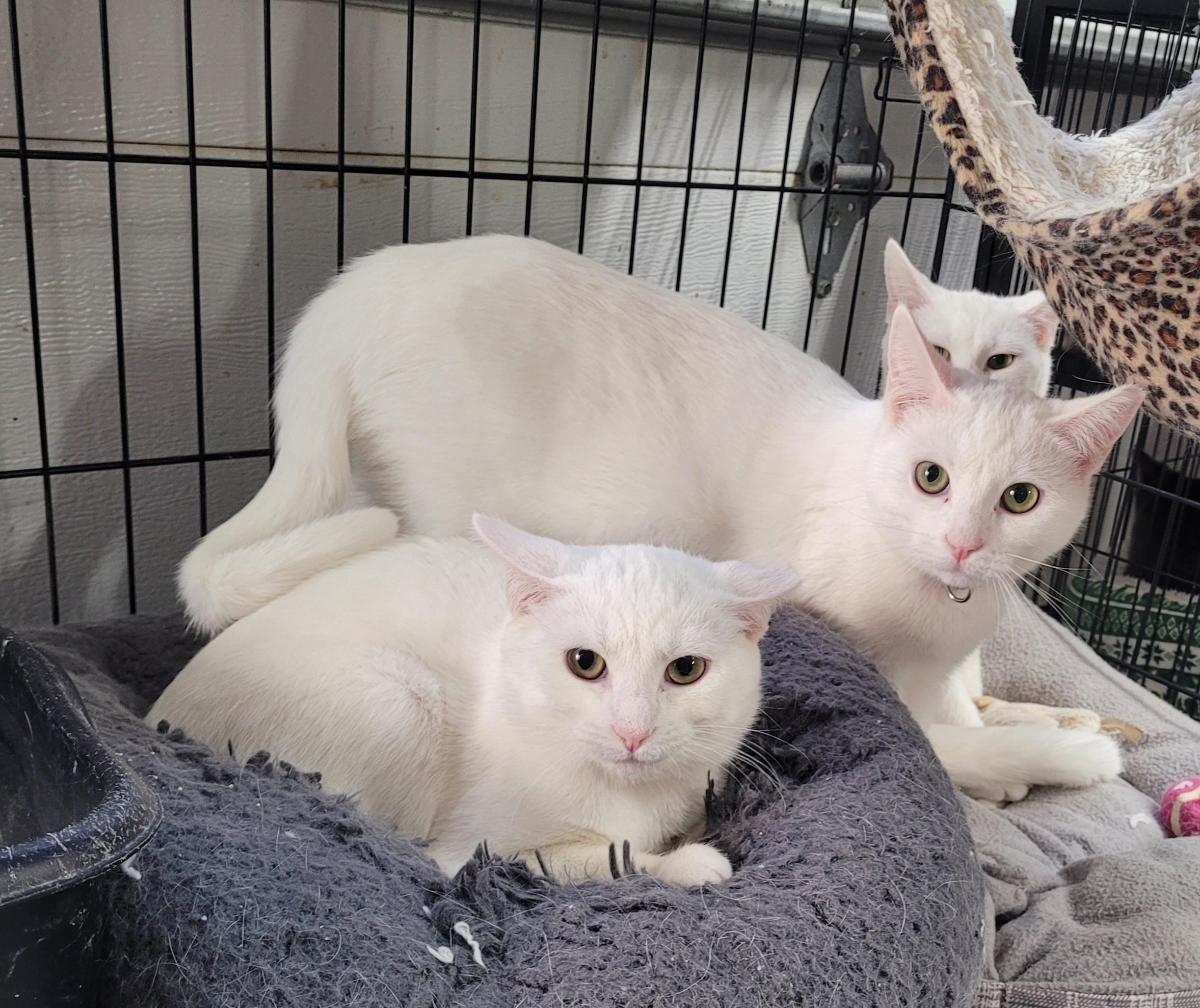 Marshmallow Crystal Snowflake, ADOPTABLE, Young Female Domestic Short Hair.