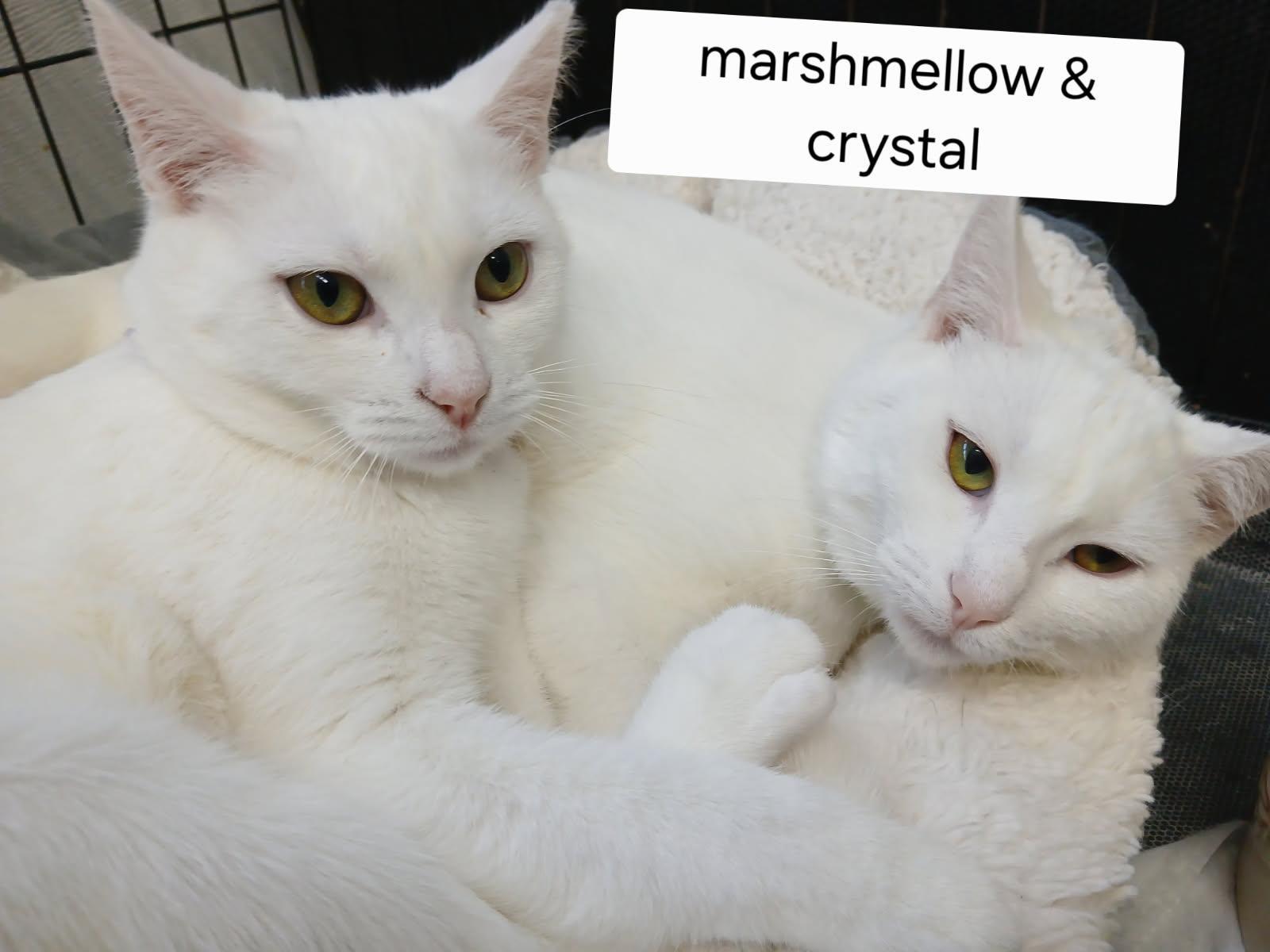 Marshmallow and Crystal, ADOPTABLE, Young Female Domestic Short Hair.