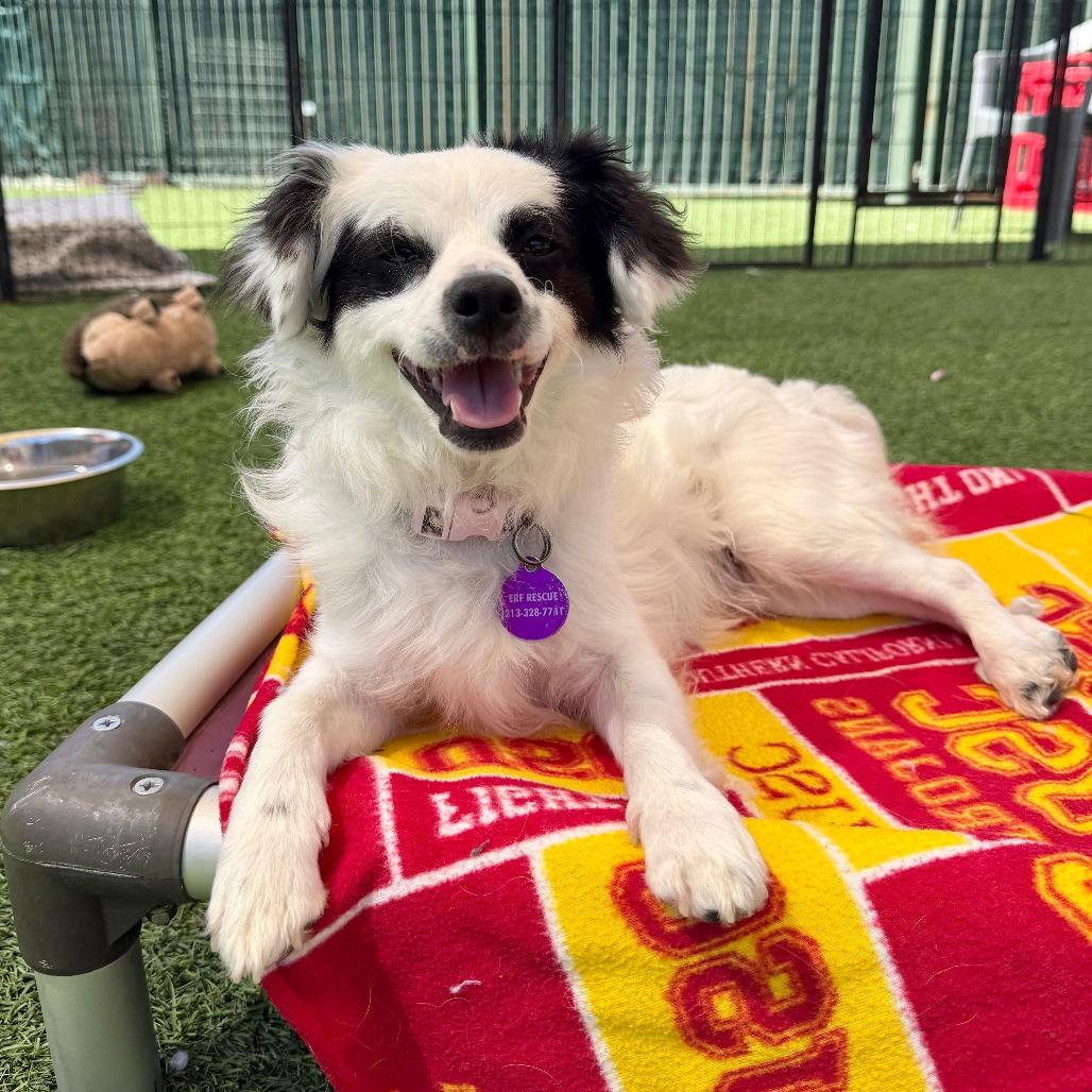 Bandit, Adoptable, Young Male Papillon.