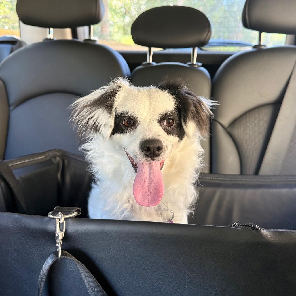 Bandit, Adoptable, Young Male Papillon.