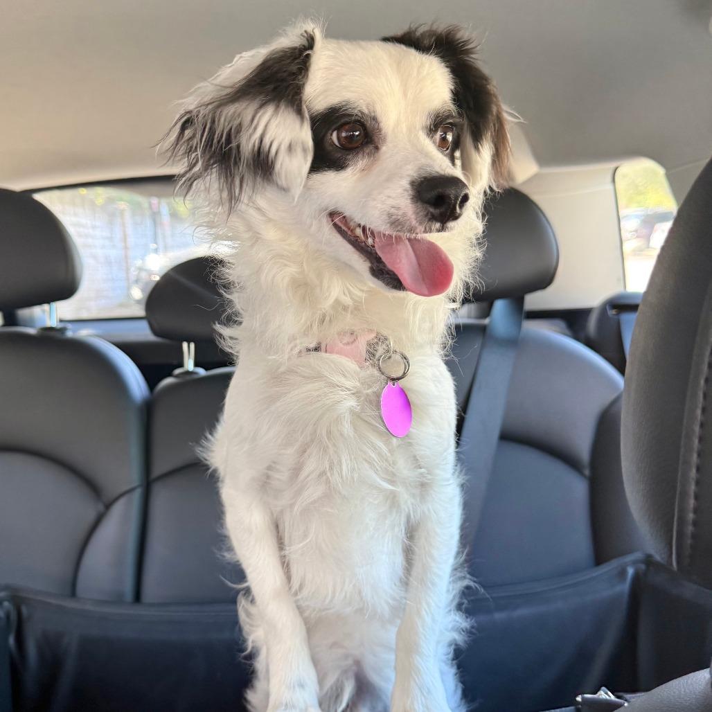 Enlarge Bandit, a Adoptable Papillon in Agoura Hills, CA image 2/4