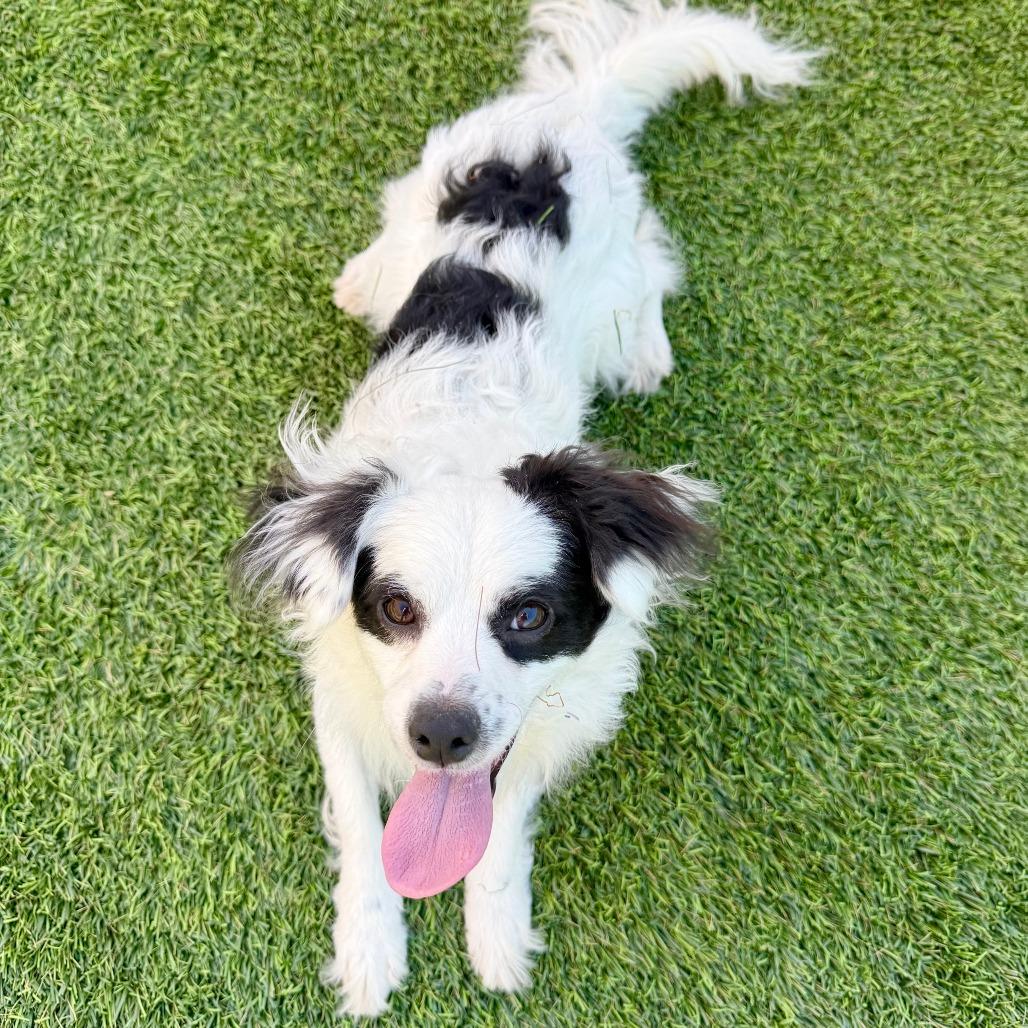Enlarge Bandit, a Adoptable Papillon in Agoura Hills, CA image 3/4