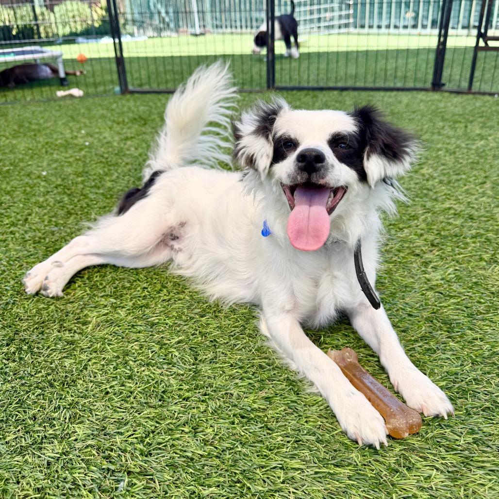 Bandit, a Adoptable Papillon in Agoura Hills, CA image 4/6