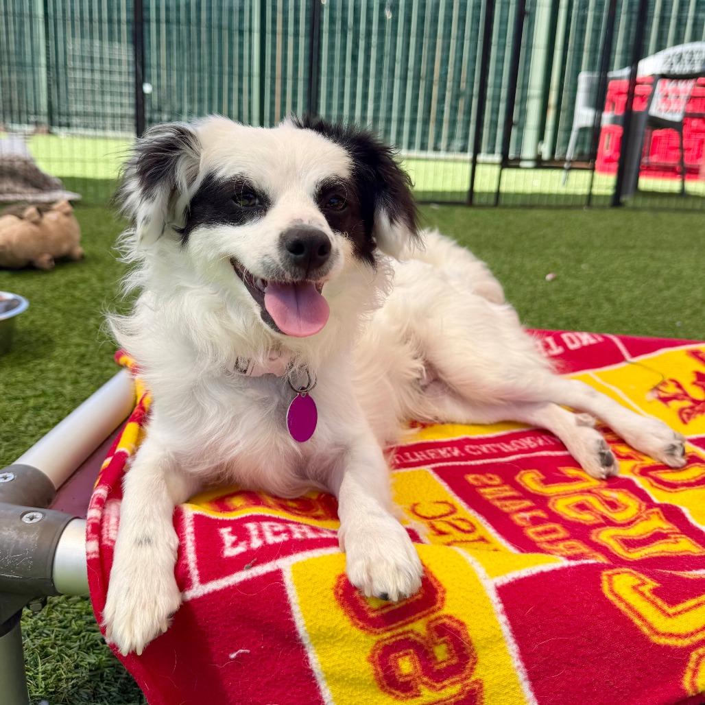 Enlarge Bandit, a Adoptable Papillon in Agoura Hills, CA image 5/6