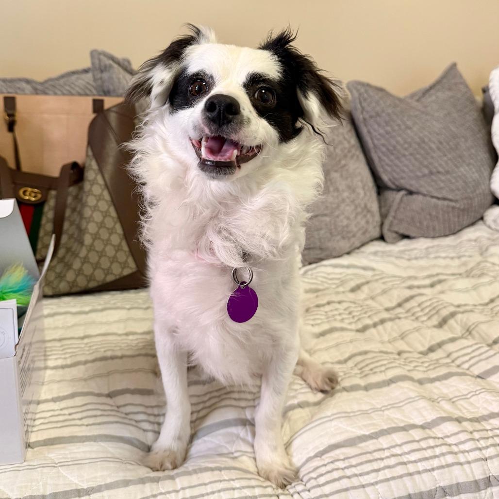 Enlarge Bandit, a Adoptable Papillon in Agoura Hills, CA image 4/4