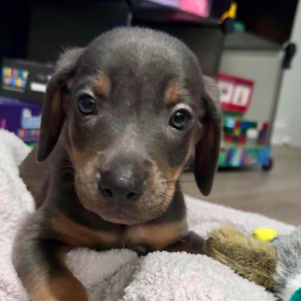 Donut, Adoptable, Puppy Male Mixed Breed.