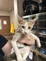 Carolina, a Adopted mixed breed in Boerne, TX image 1/2