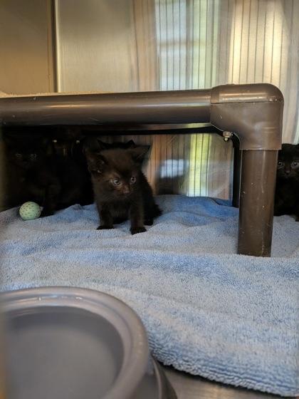 Enlarge Firas, a Adoptable mixed breed in Independence, MO image 1/1