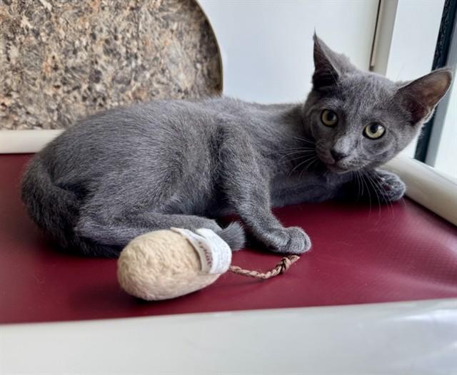 KIMICHI, Adoptable, Kitten Female Domestic Short Hair.