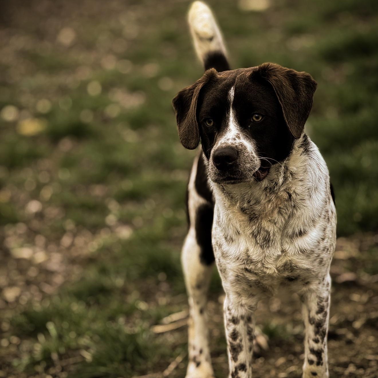 Enlarge Jelly, a ADOPTABLE mixed breed in Junction City, KY image 1/3