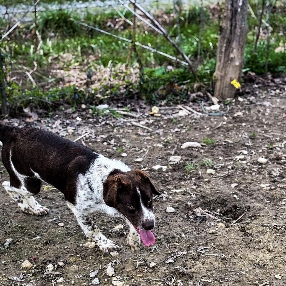 Enlarge Jelly, a ADOPTABLE mixed breed in Junction City, KY image 3/3