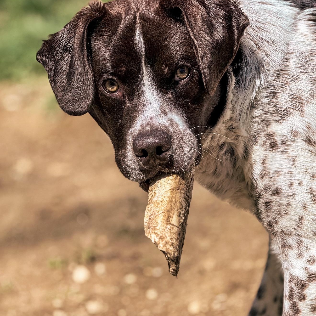 Enlarge Jelly, a ADOPTABLE mixed breed in Junction City, KY image 2/3