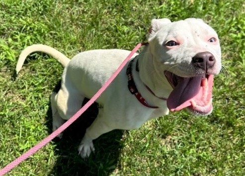 Enlarge Bianca, a Adopted mixed breed in Teterboro, NJ image 1/4