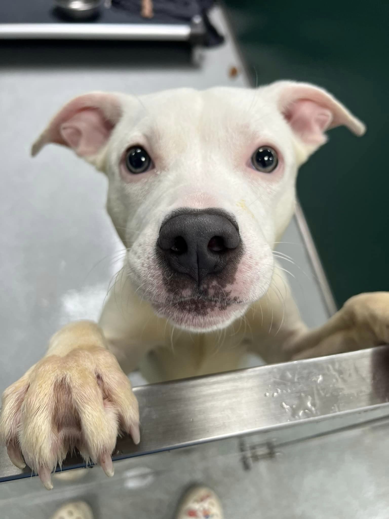 Enlarge Bianca, a Adopted mixed breed in Teterboro, NJ image 2/4