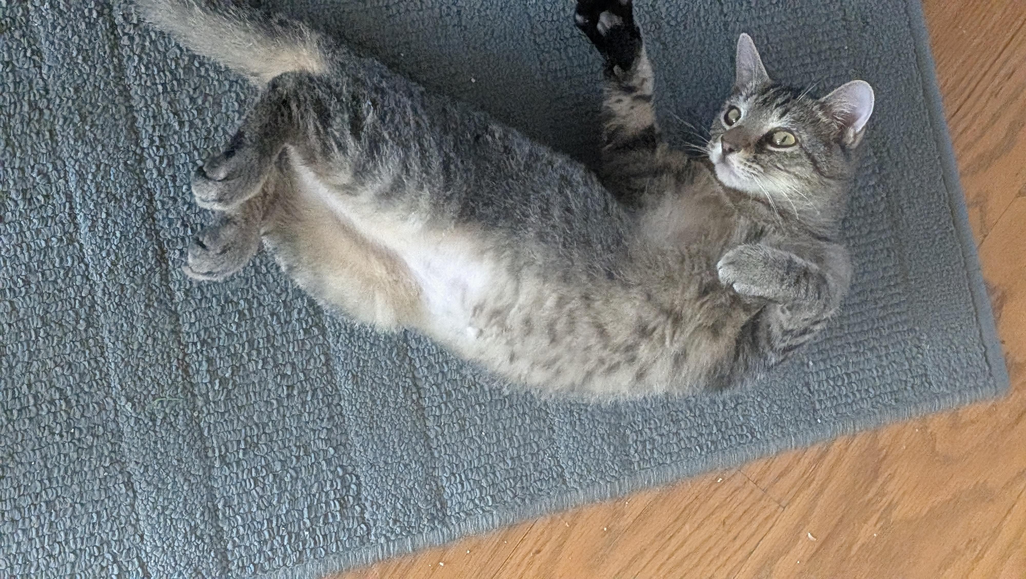 Enlarge Scruffy, a ADOPTABLE Domestic Short Hair in Wilmington, NC image 2/5