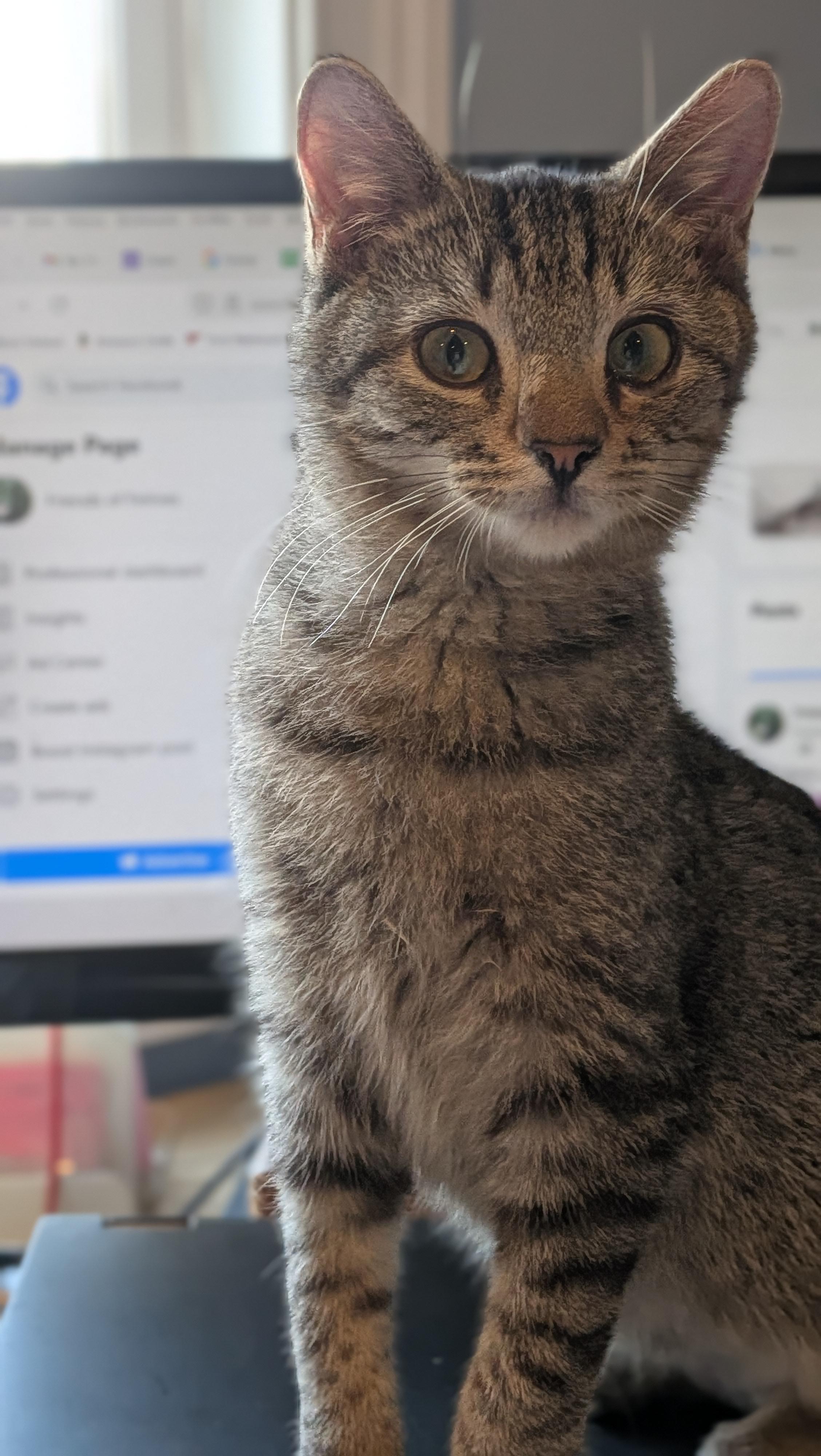 Enlarge Scruffy, a ADOPTABLE Domestic Short Hair in Wilmington, NC image 4/5