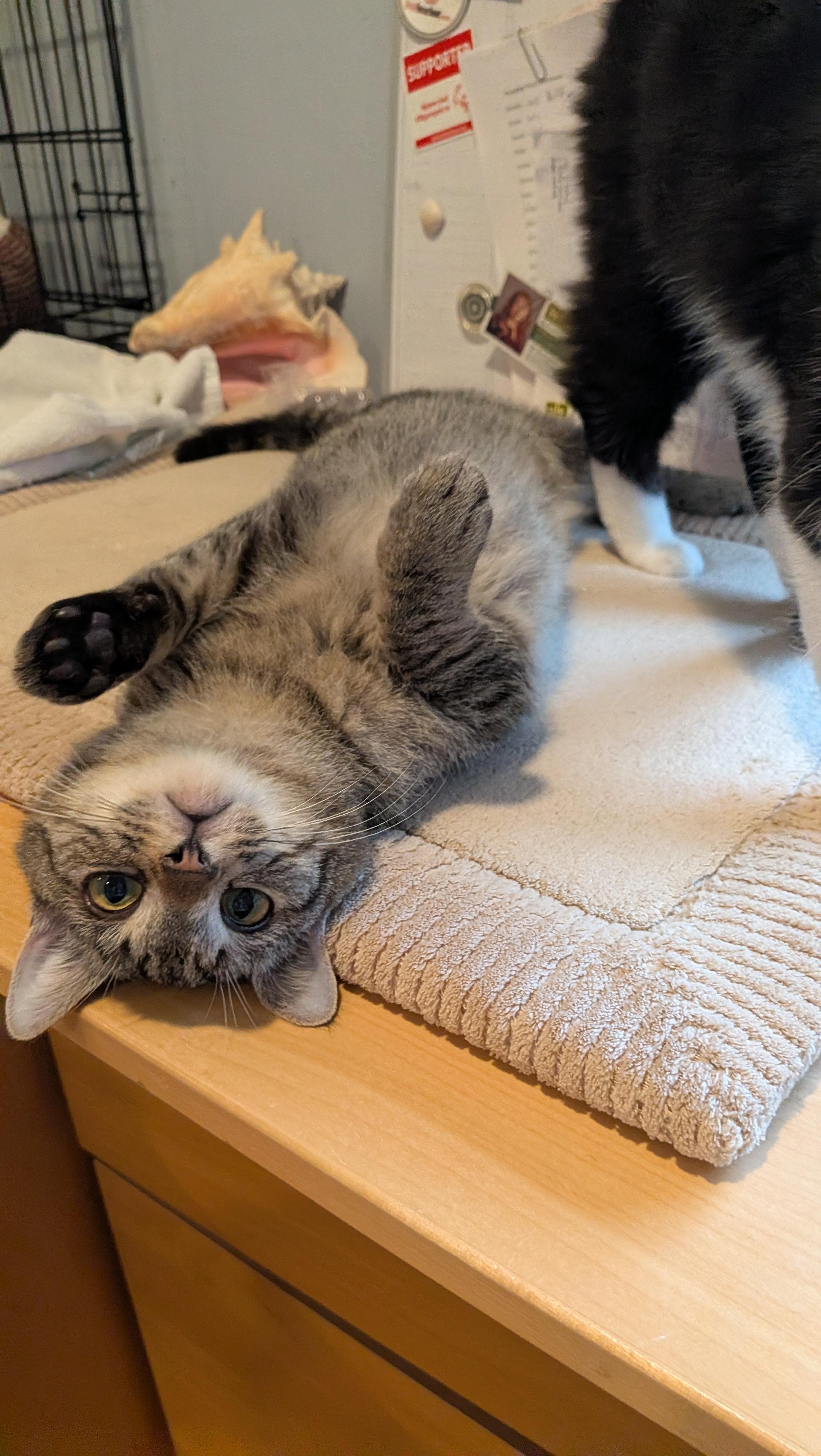 Scruffy, ADOPTABLE, Kitten Male Domestic Short Hair.