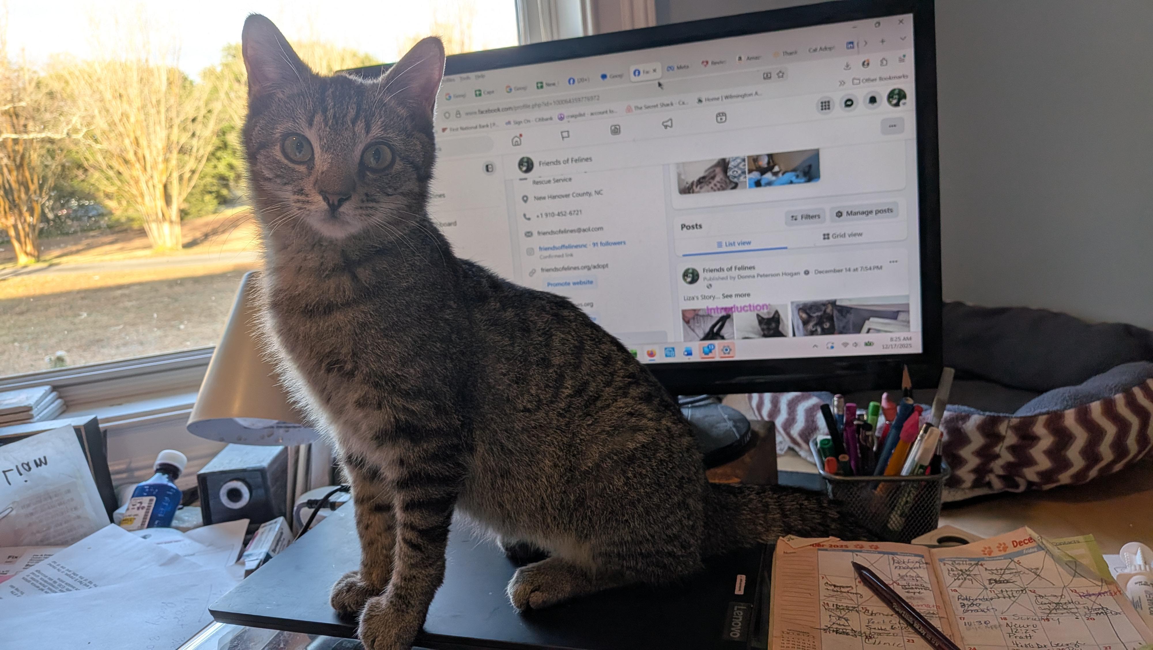 Enlarge Scruffy, a ADOPTABLE Domestic Short Hair in Wilmington, NC image 5/5