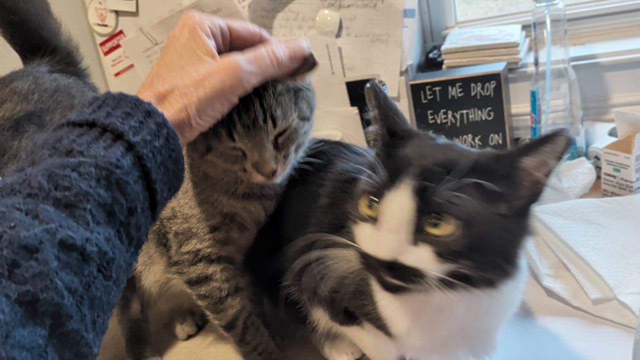 Enlarge Scruffy, a ADOPTABLE Domestic Short Hair in Wilmington, NC video 3/5