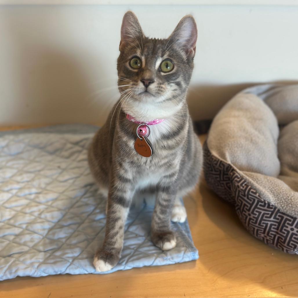 G30705 Snapdragon photo