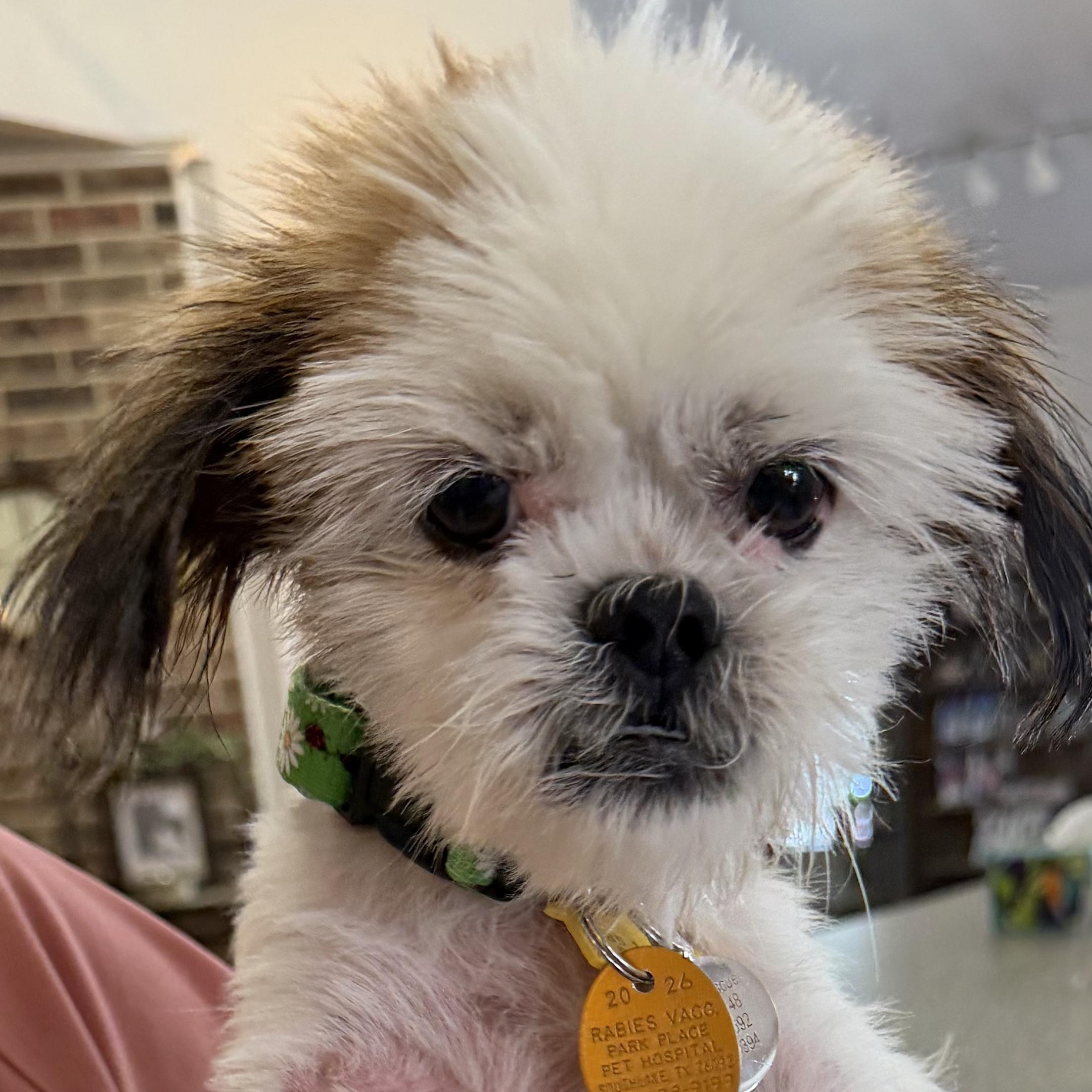 Sage Field, Adoptable, Young Female Shih Tzu.