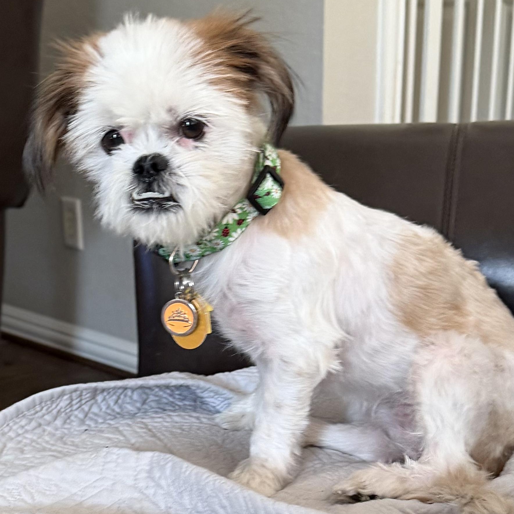 Enlarge Sage Field, a Adoptable mixed breed in Plano, TX image 2/2