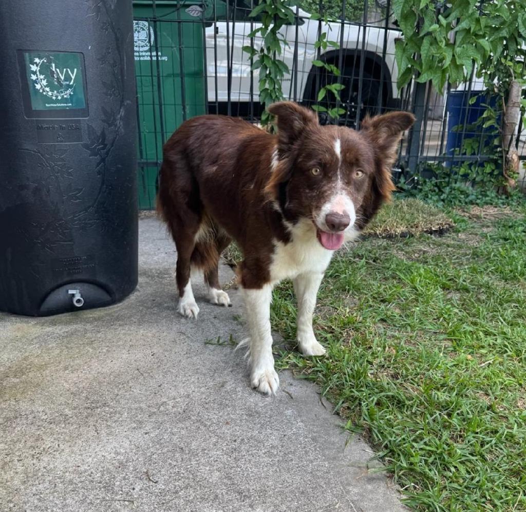 Rojo, Adoptable, Young Female Border Collie.