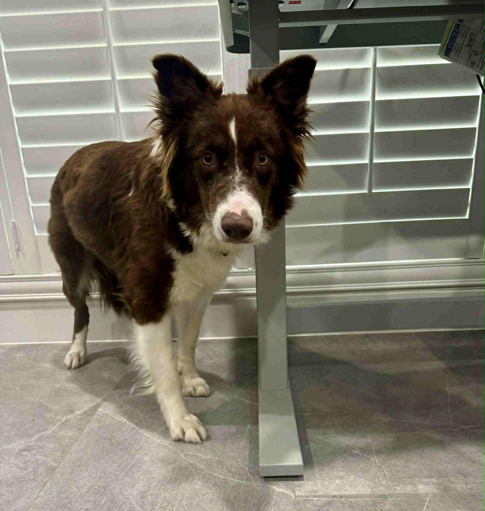 Enlarge Rojo, a Adoptable Border Collie in The Woodlands, TX image 2/5
