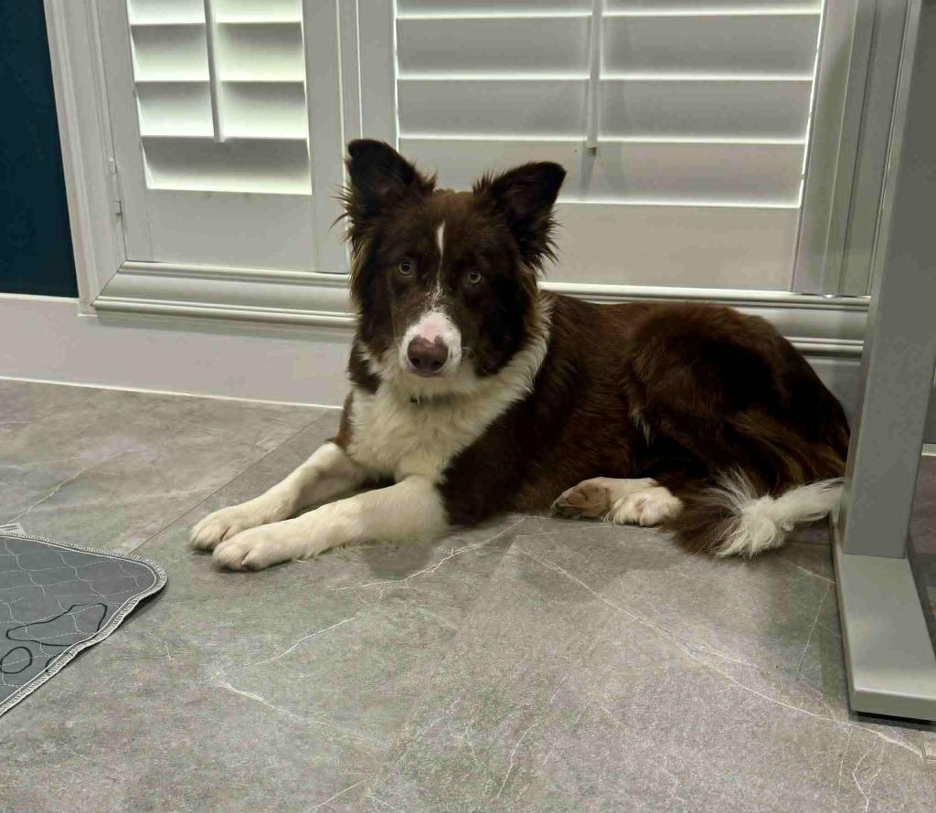 Enlarge Rojo, a Adoptable Border Collie in The Woodlands, TX image 3/5