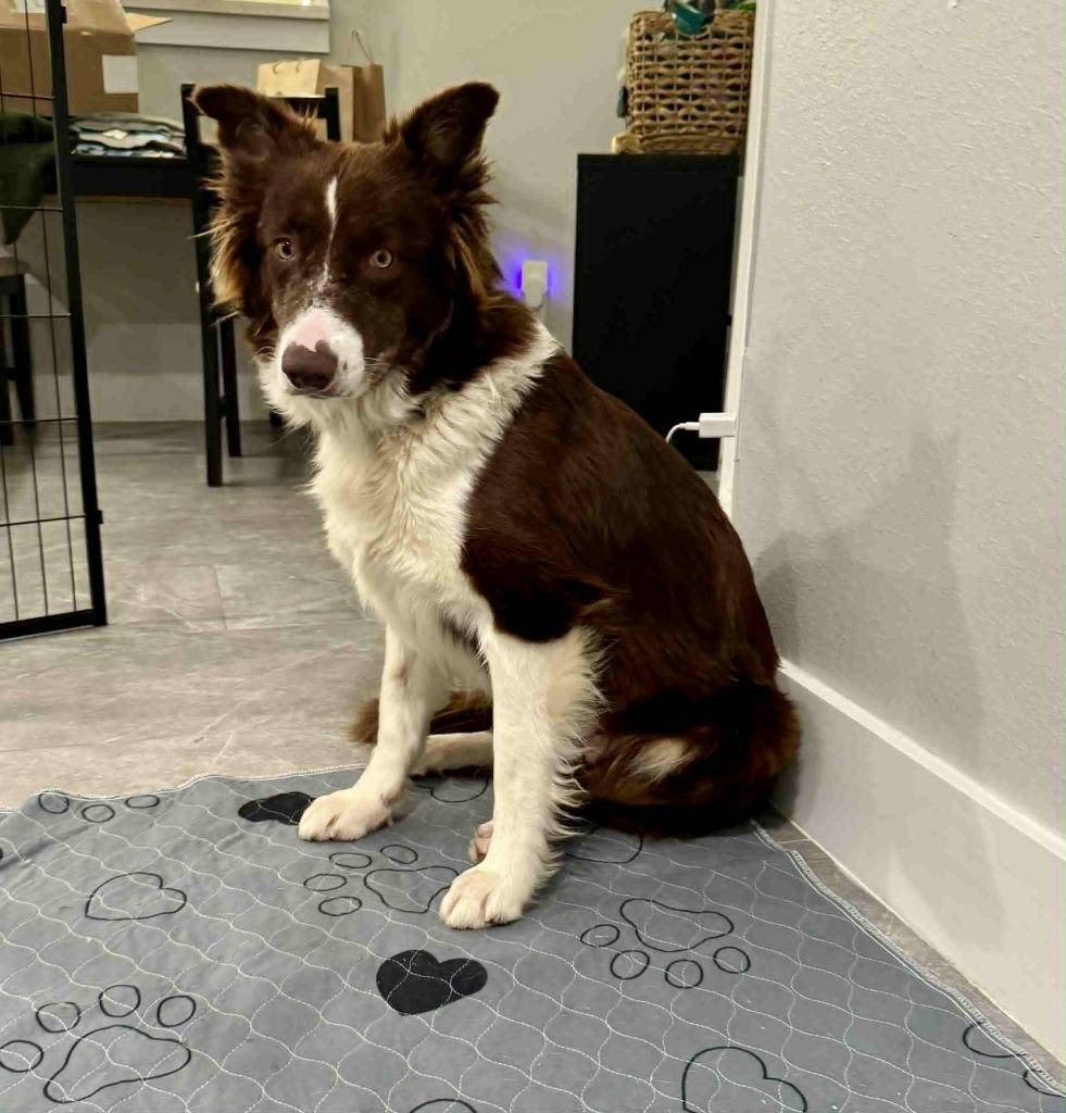 Enlarge Rojo, a Adoptable Border Collie in The Woodlands, TX image 4/5