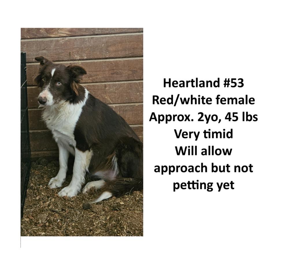 Enlarge Rojo, a Adoptable Border Collie in The Woodlands, TX image 5/5